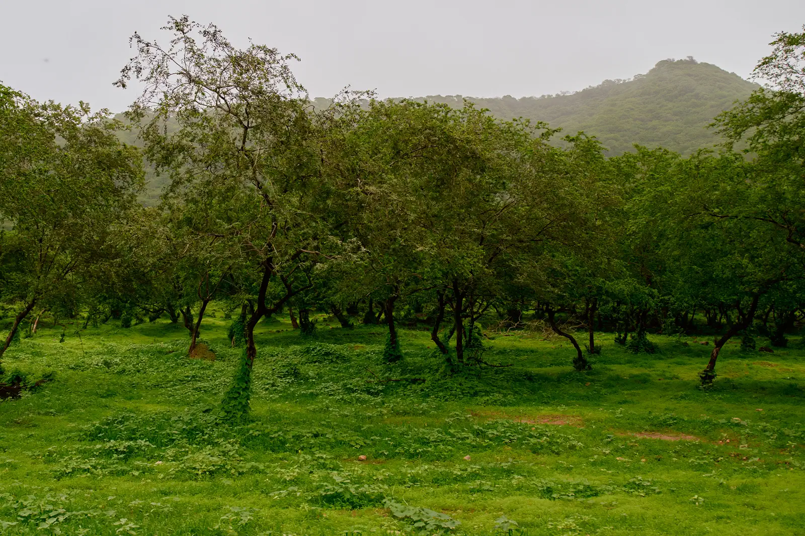 nature of dubai